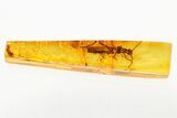 Detailed Fossil Stonefly (Plecoptera) In Baltic Amber #278858-1